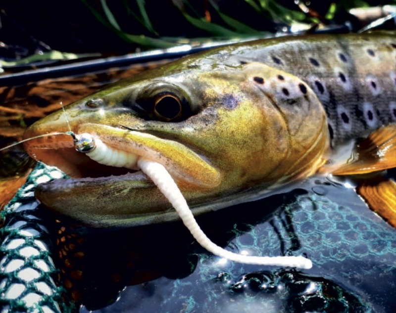 Libra Lures Dying Worm 70 Krill (15pcs) – Bild 4