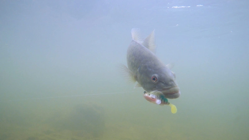 Megabass Dark Sleeper – Bild 4